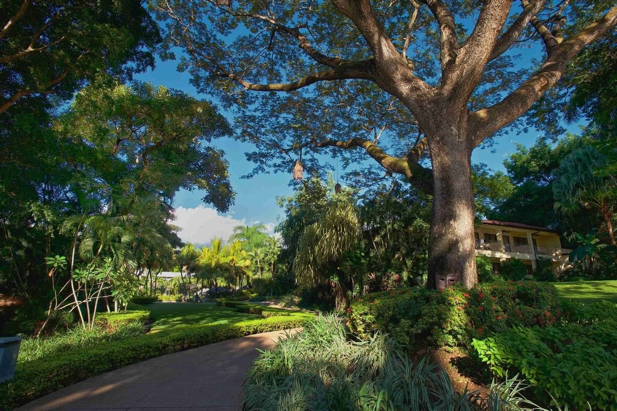 Tamarindo Diría Beach Resort – fotka 19