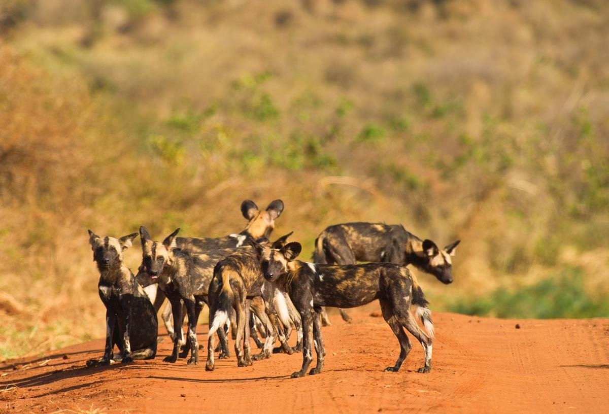 Vzpomínky na Afriku: Safari v Keni – fotka 6