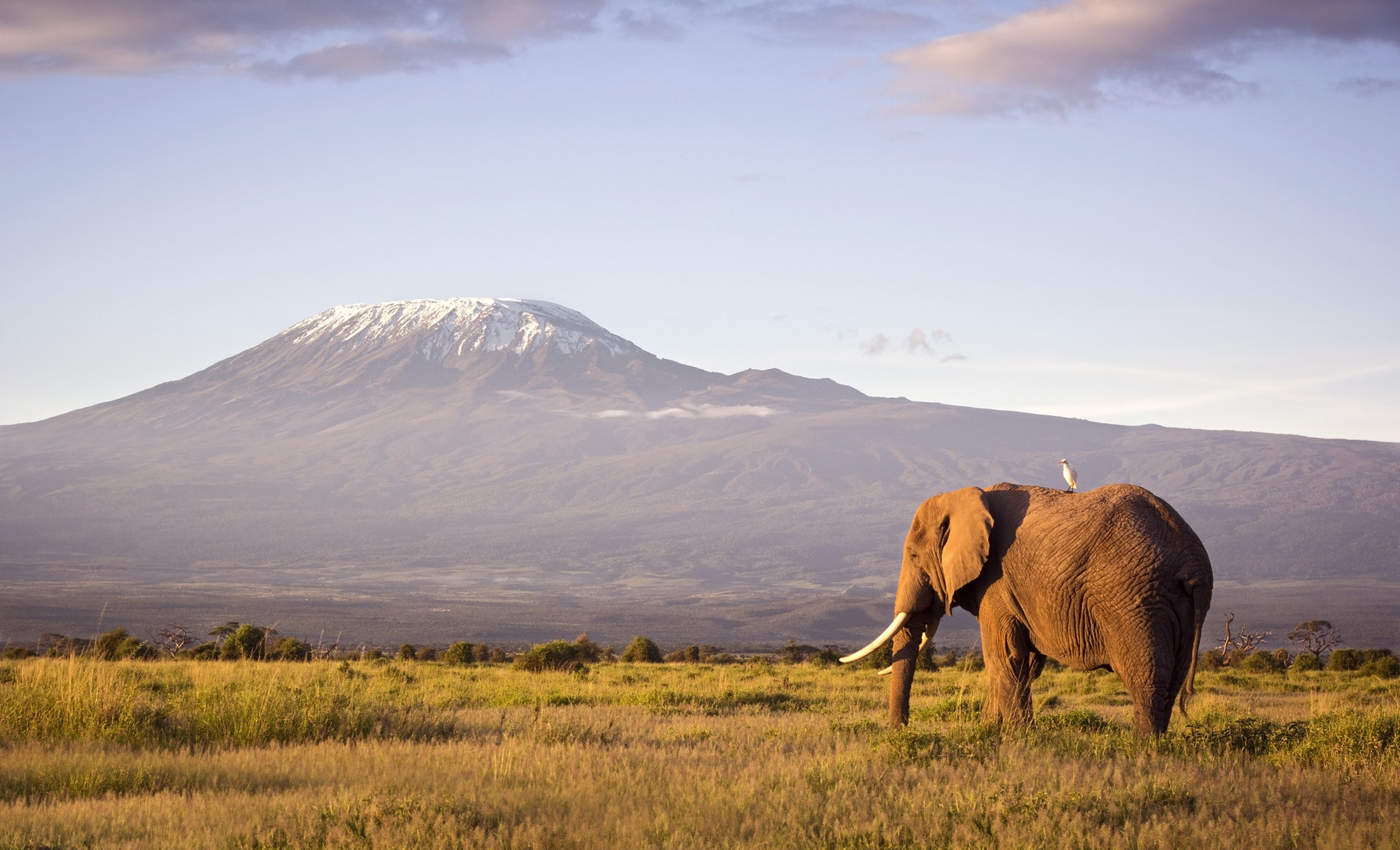 Safari ve stínu Kilimandžára