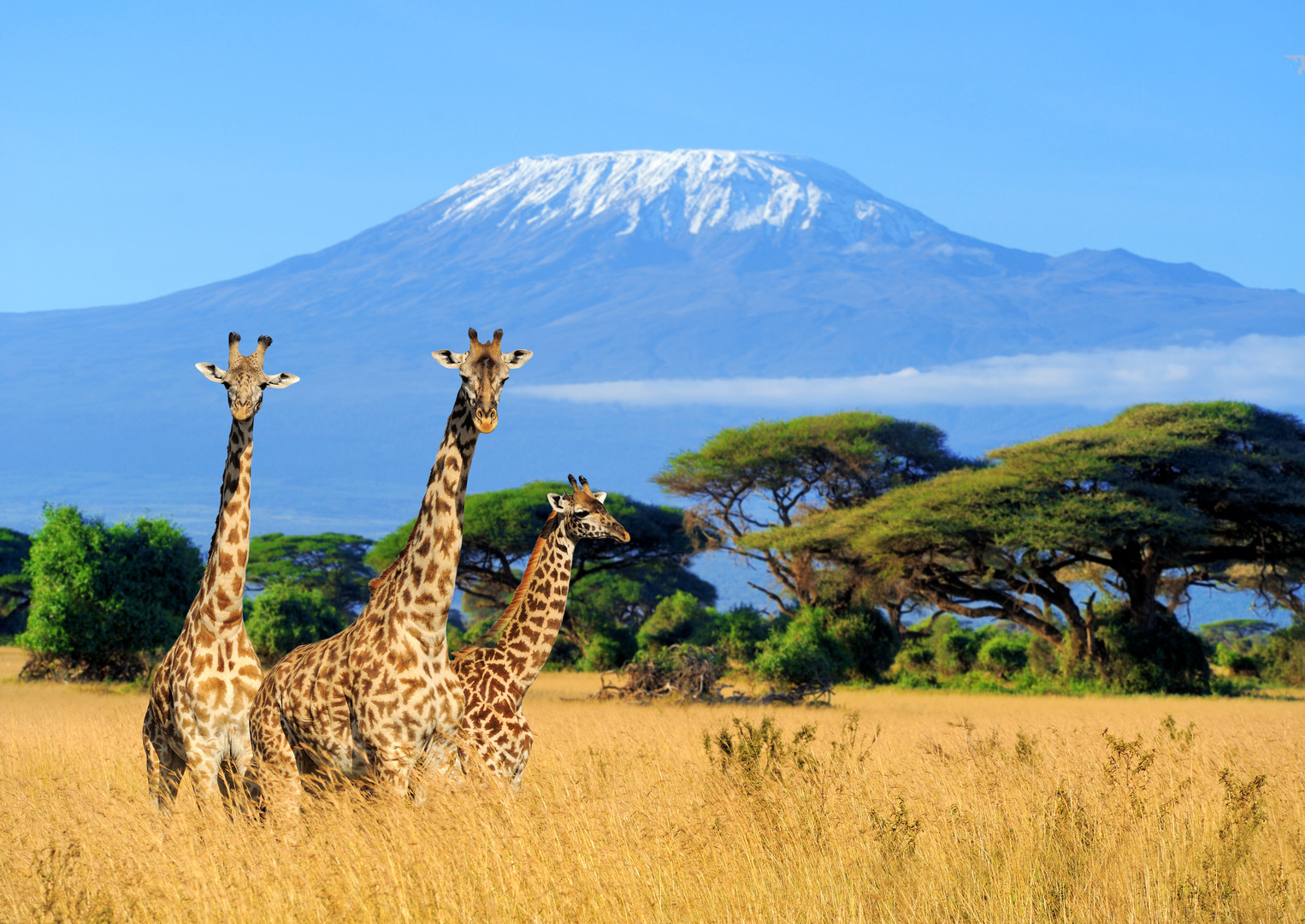 Safari ve stínu Kilimandžára – fotka 3