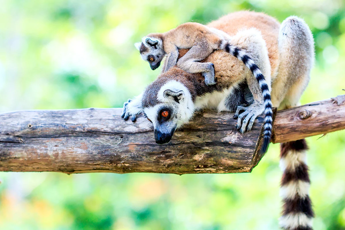 Přírodní krásy Madagaskaru – fotka 11