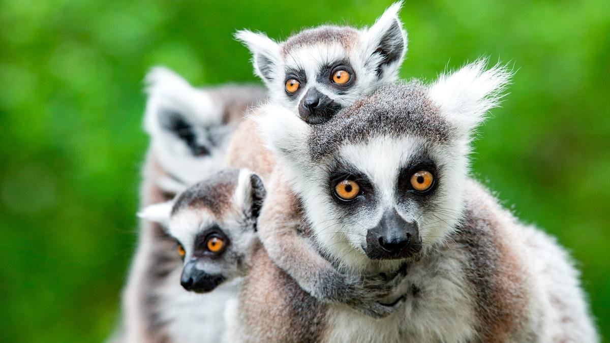 V krajině lemurů a baobabů – fotka 5