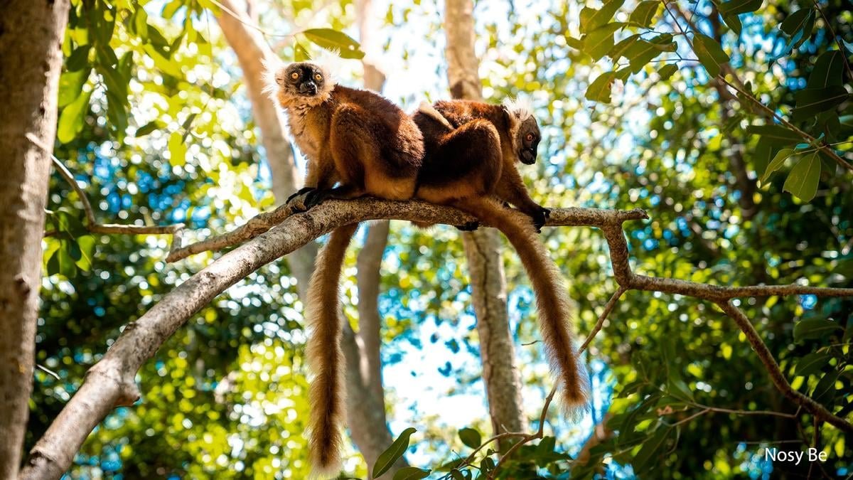 V krajině lemurů a baobabů – fotka 8