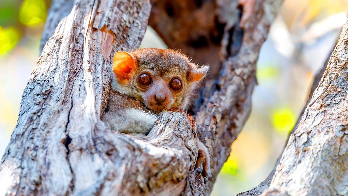 V krajině lemurů a baobabů – fotka 10