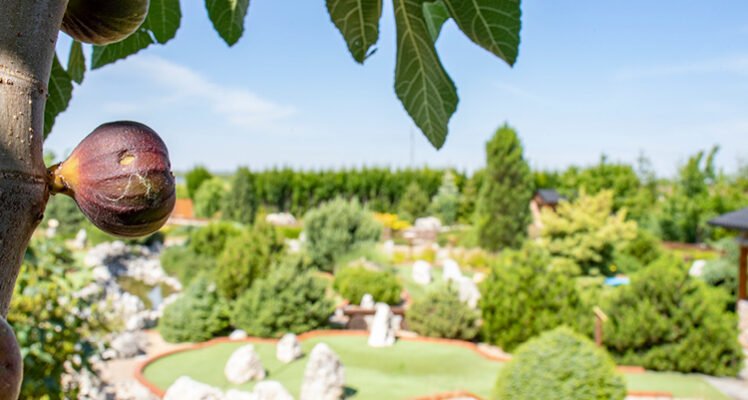 Amenity Penzion Horní Věstonice – fotka 9