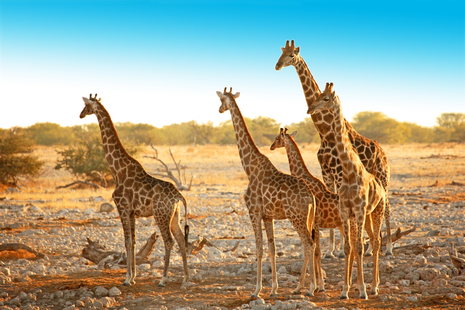 Rozmanité krásy Namibie se safari – fotka 1