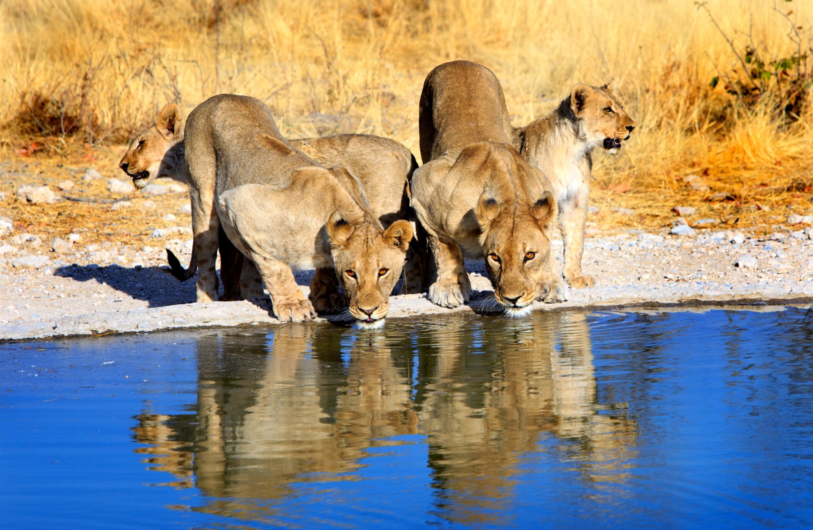 Rozmanité krásy Namibie se safari – fotka 8