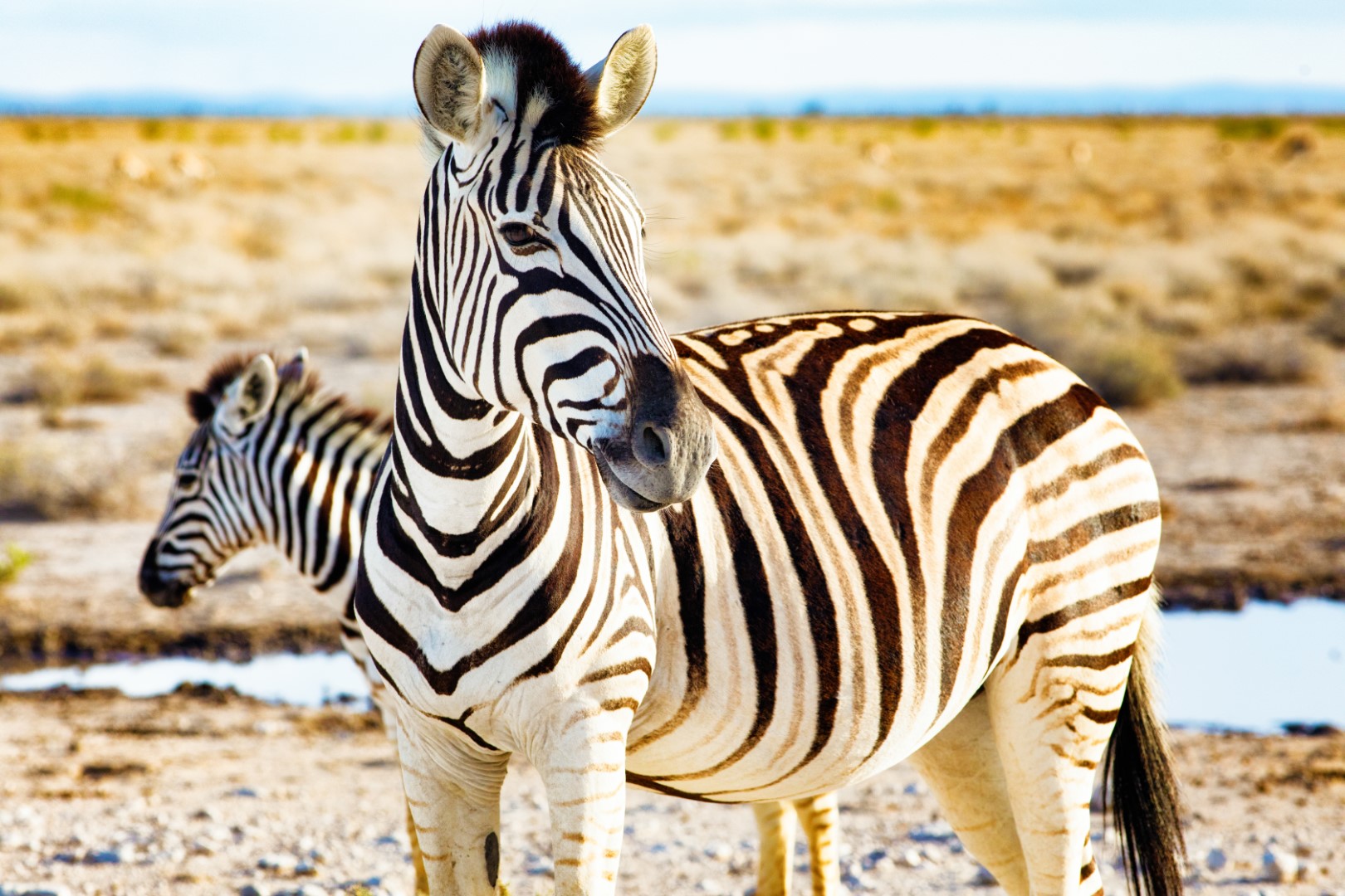 Rozmanité krásy Namibie se safari – fotka 9