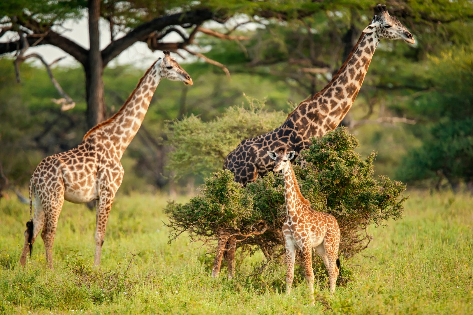 Ze Zanzibaru na safari – fotka 2
