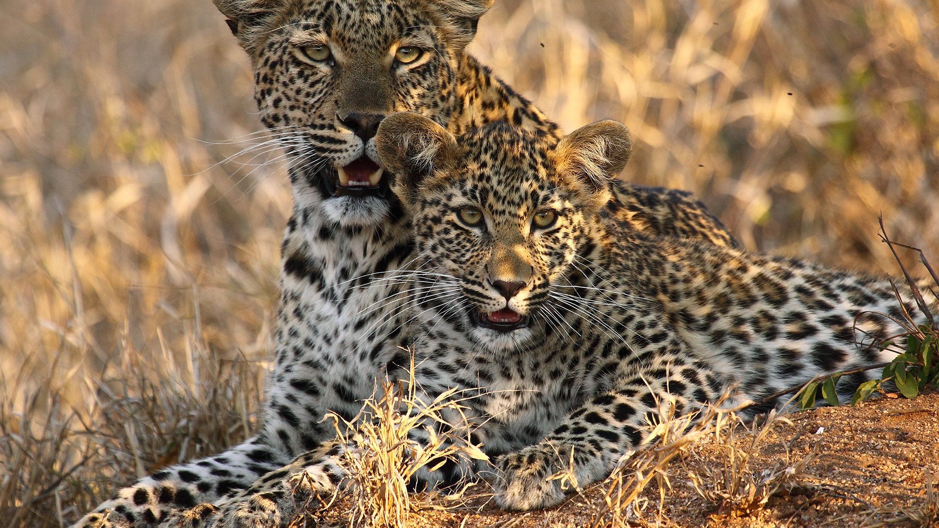 Ze Zanzibaru na safari – fotka 4
