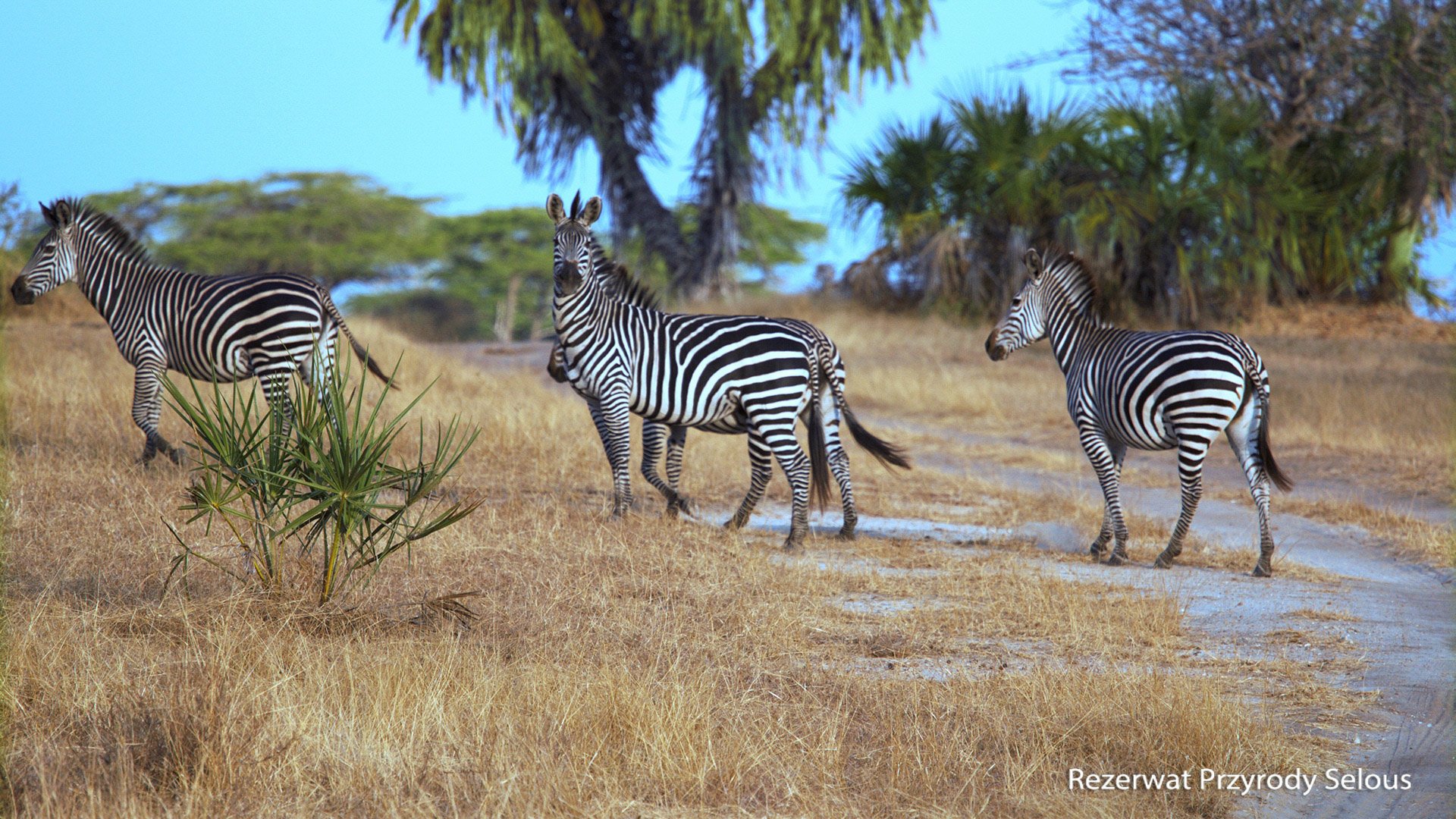 Ze Zanzibaru na safari – fotka 5