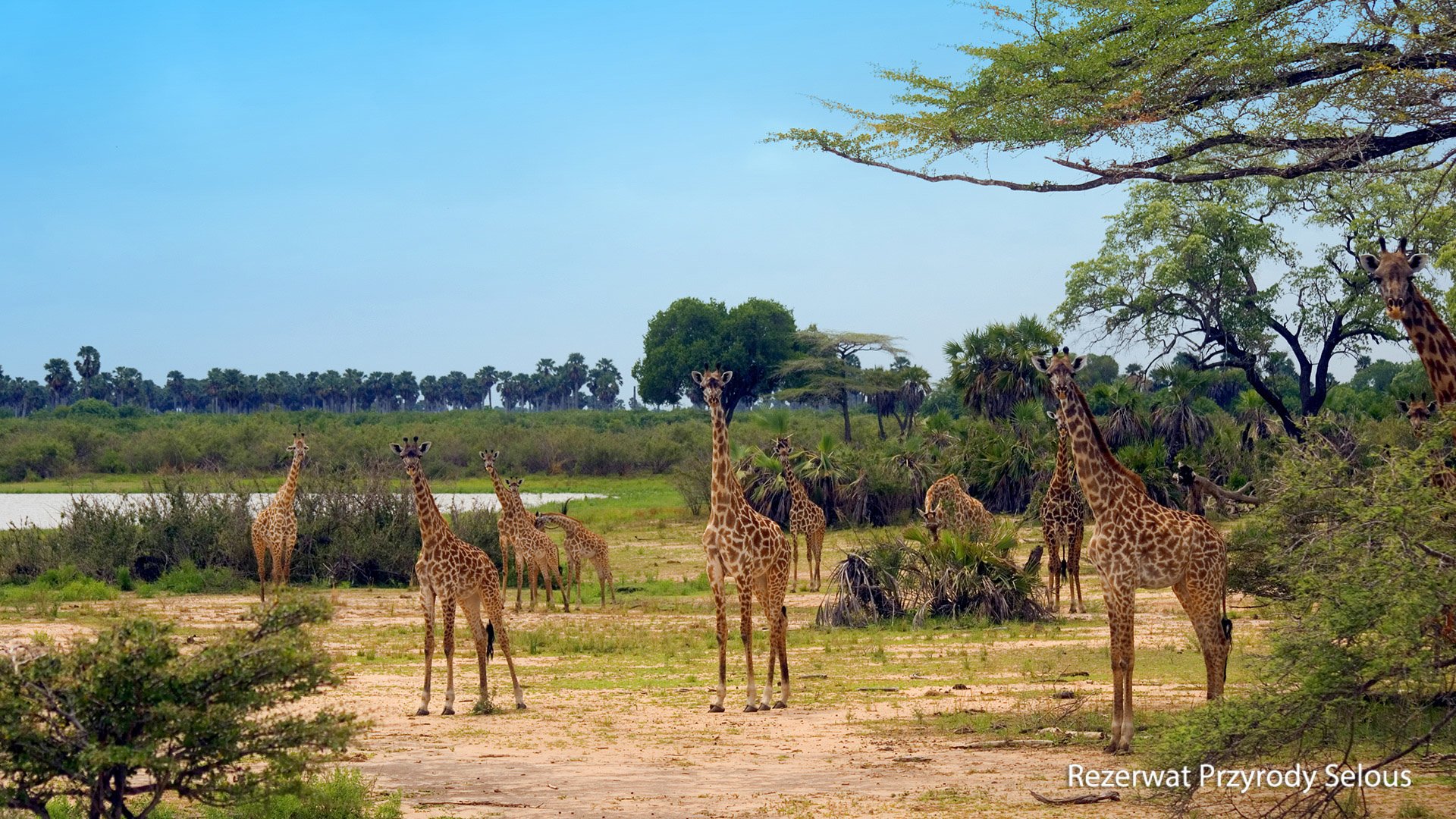 Ze Zanzibaru na safari – fotka 6