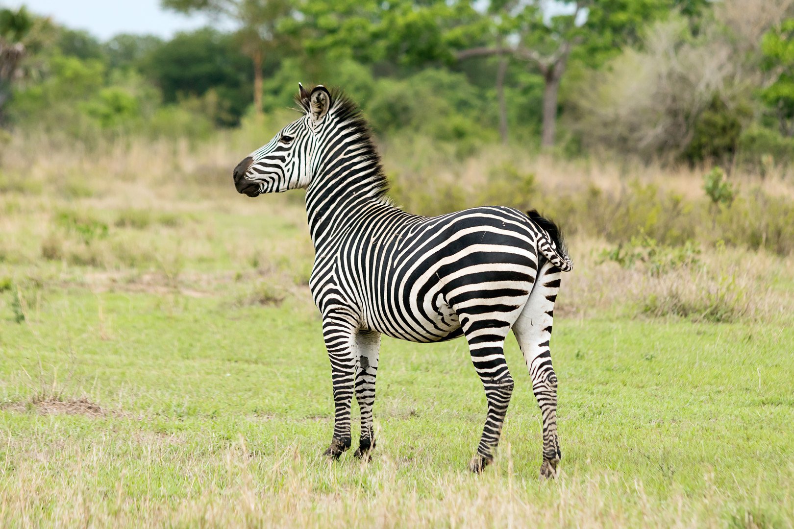 Ze Zanzibaru na safari – fotka 8
