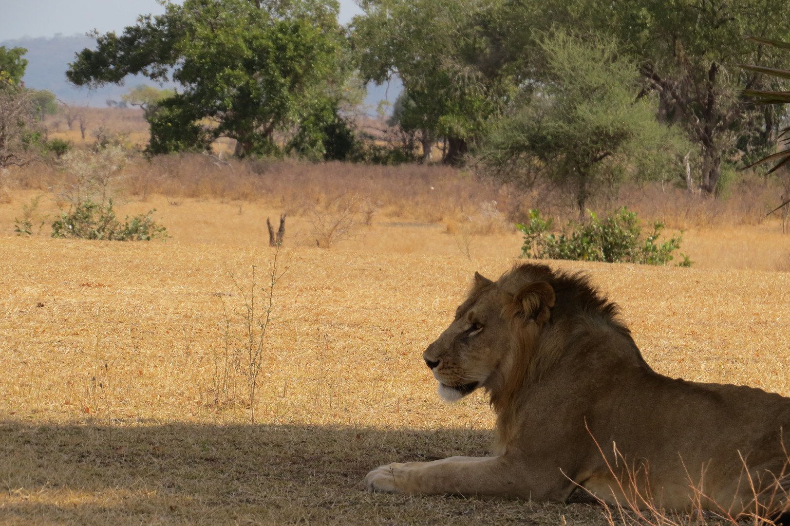 Divoká příroda Afriky – fotka 5