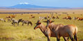 JAMBO! Národní park Tsavo, Amboseli, Nakuru, Masai Mara a pobyt u moře #4