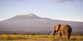 Safari ve stínu Kilimandžára #1