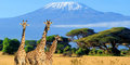 Safari ve stínu Kilimandžára #3