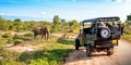 Lankijskie safari #1