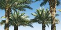 Hotel Al Raha Beach #4