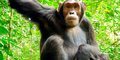 Perły Wschodniej Afryki: Uganda i Rwanda #5