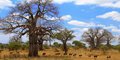 Kilimandżaro i safari #5