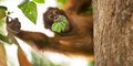 Do serca Borneo #3