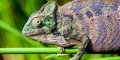 Madagaskar, wyspa pachnąca wanilią #6