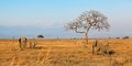Karibuni Tanzania #1