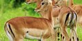 Karibuni Tanzania #6