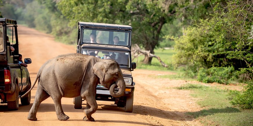Safari na Sri Lance