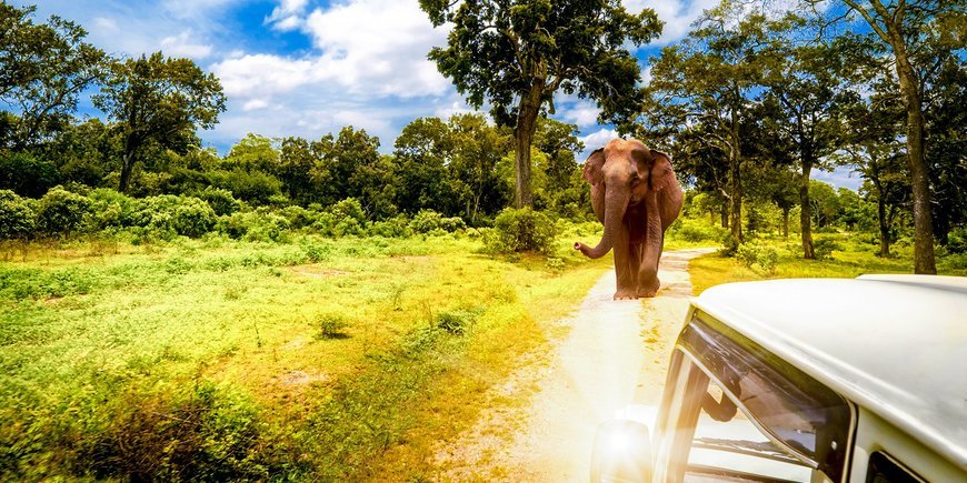 Cejlońskie safari