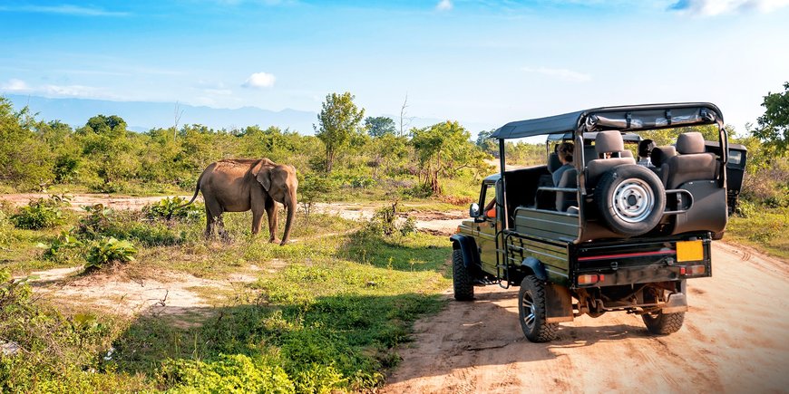 Lankijskie safari