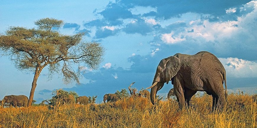 Karibuni Tanzania