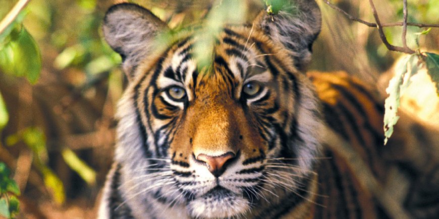 Co kryje Ranthambore?