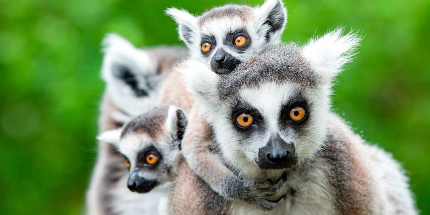 W krainie lemurów i baobabów