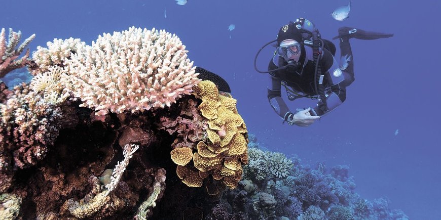Szkoła nurkowania kurs PADI OWD Sharm el Sheikh -  Hotel Papi 