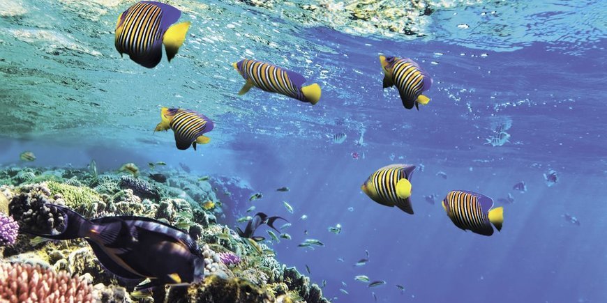 Szkoła nurkowania kurs PADI OWD Sharm el Sheikh -  Hotel Papi 