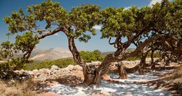 Chios #3