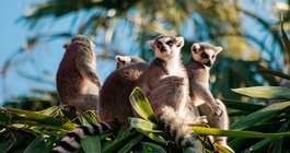 Madagascar #3