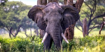 Perły Wschodniej Afryki: Uganda i Rwanda