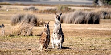 Duet idealny: Australia i Tasmania