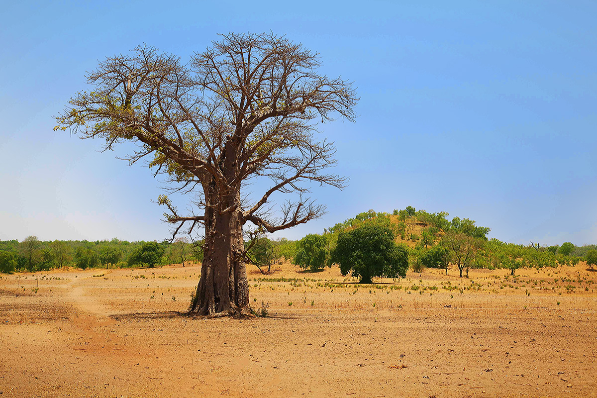 Gambia Landscape