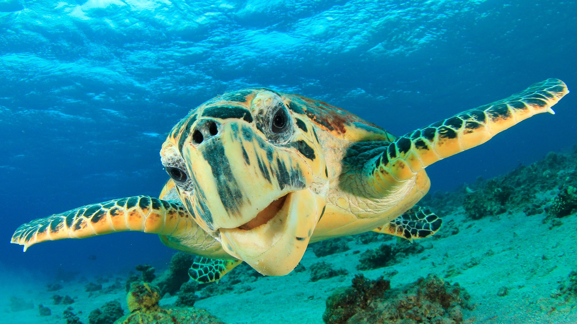 Морская черепаха ест пластик