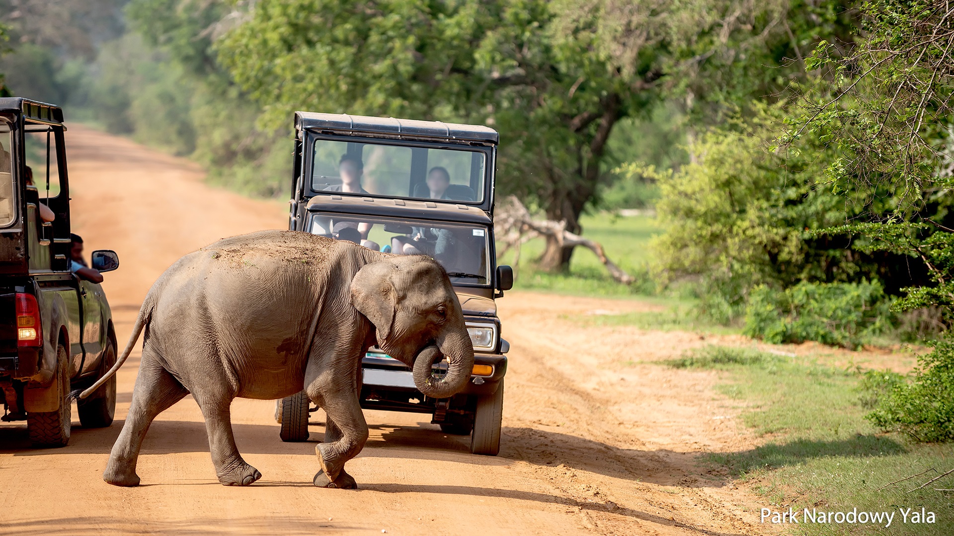 Safaris Ceilone | Pažintinė kelionė