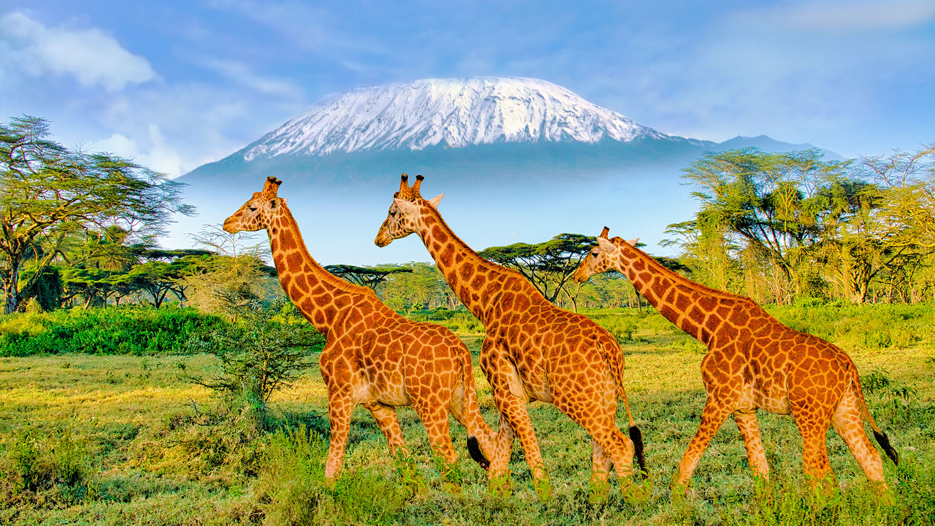 Kilimandžaro sniegynai | Pažintinė kelionė