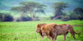Safaris rojuje | Pažintinė kelionė #3
