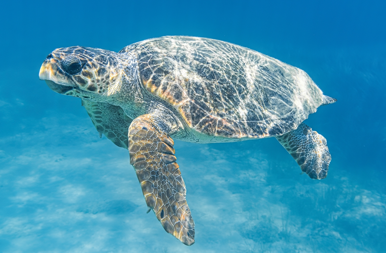 Rejs śladem żółwi Caretta – jaskinie Keri i wyspa Marathonisi