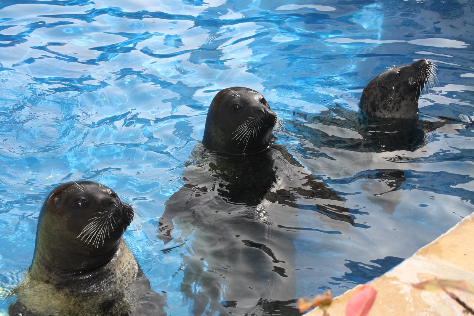 Marineland z południa wyspy