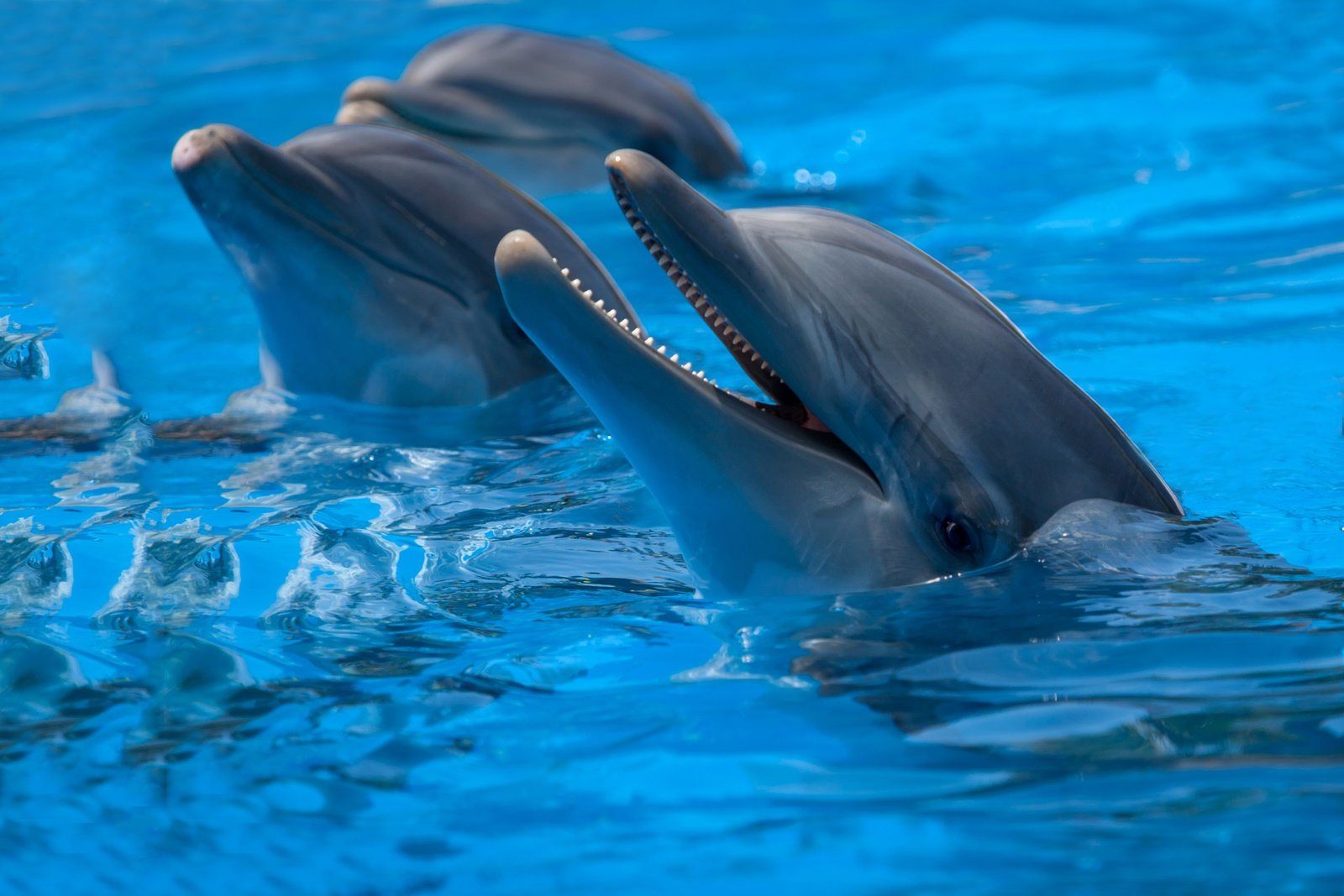 Delfinárium Marineland (z jižní části ostrova)