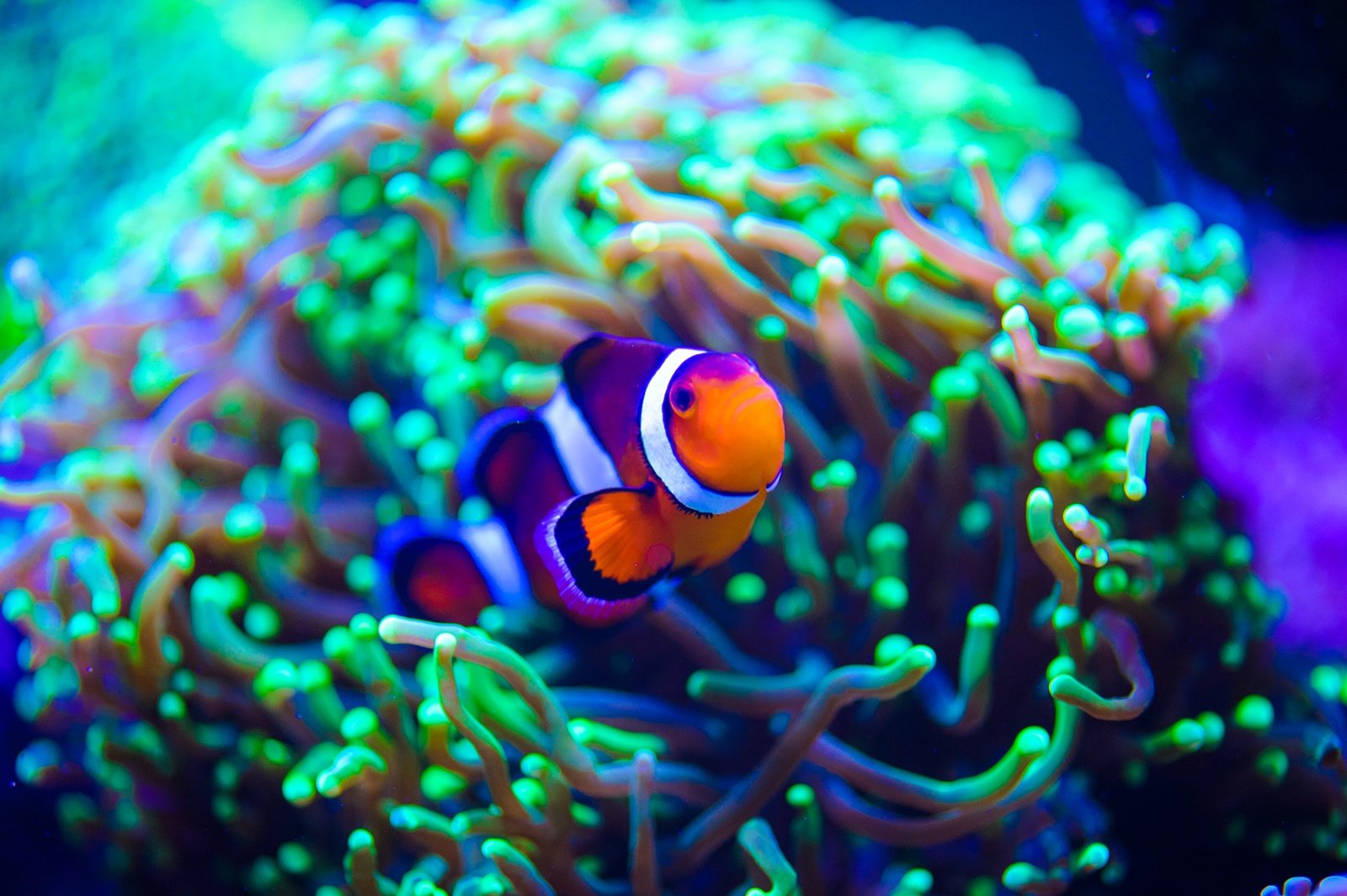 Hurghada Grand Aquarium